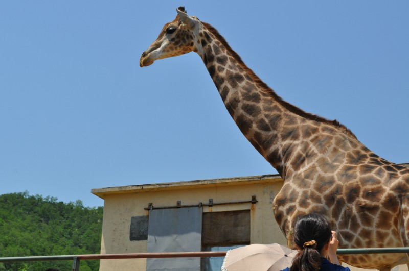 青岛森林野生动物世界-青岛市必去景点