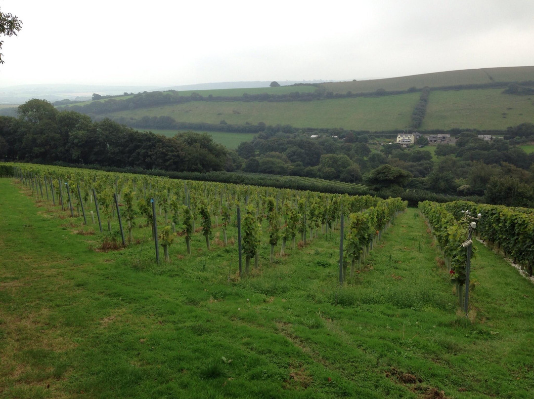 Camel Valley Vineyard景点图片