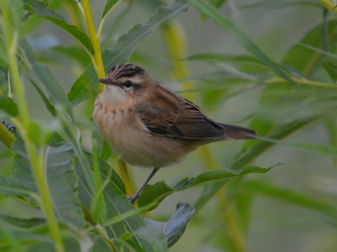 RSPB Portmore Lough Nature Reserve景点图片