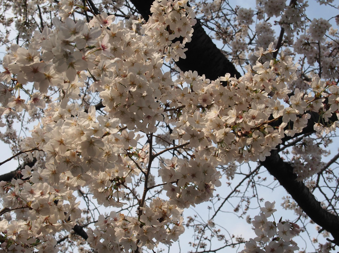 Otonashi Ryokuchi-北区必去景点