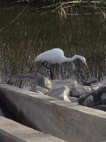 San Joaquin Marsh Wildlife Sanctuary-尔湾必去景点