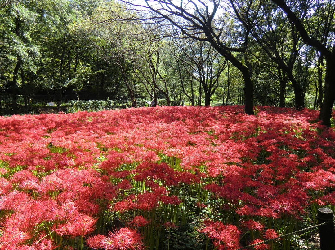 Nogawa Park-三鹰市必去景点