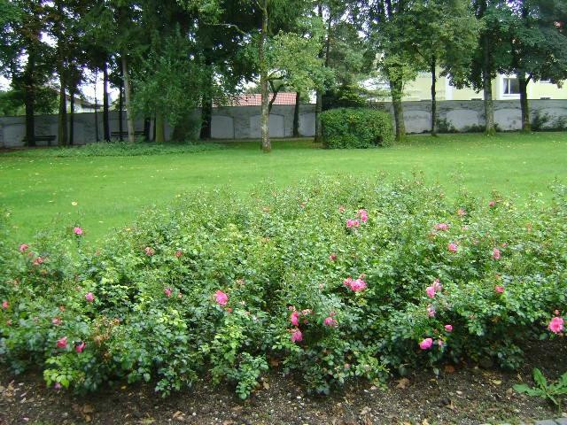 Rosenpark景点图片