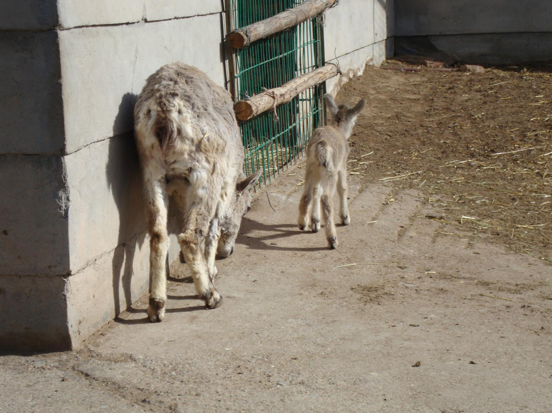 青藏高原野生动物园-西宁市必去景点