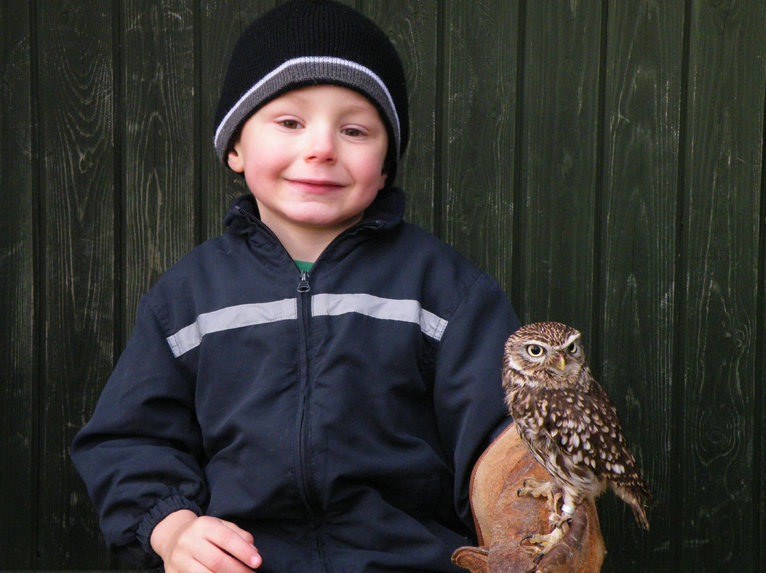 Woodlands Falconry and Bird of Prey Centre.-Tullow必去景点