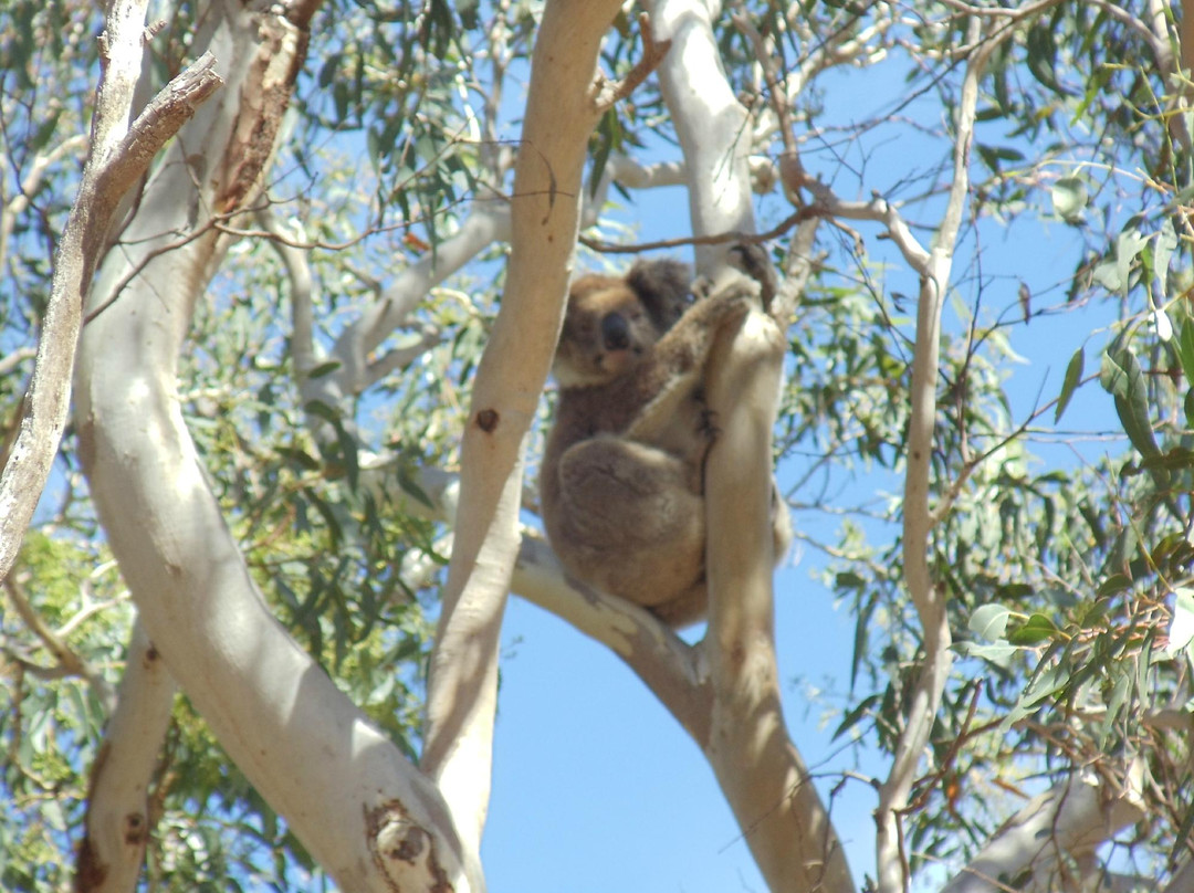 坎加鲁岛海联一日游-阿德莱德必去景点