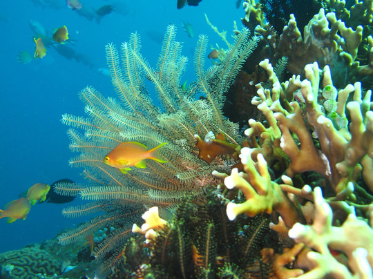 Blue Paradise Diving-沙努尔必去景点