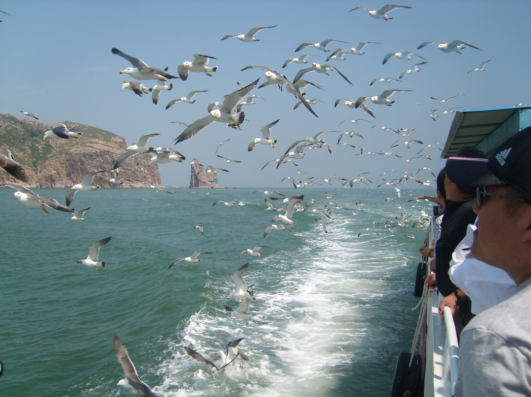 烟台长岛万鸟岛-长岛县必去景点