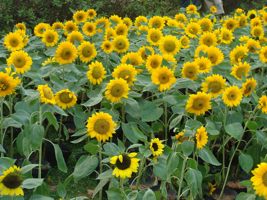 深圳东湖公园-深圳市必去景点