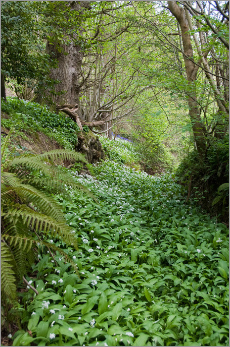 Riverhill Himalayan Gardens景点图片