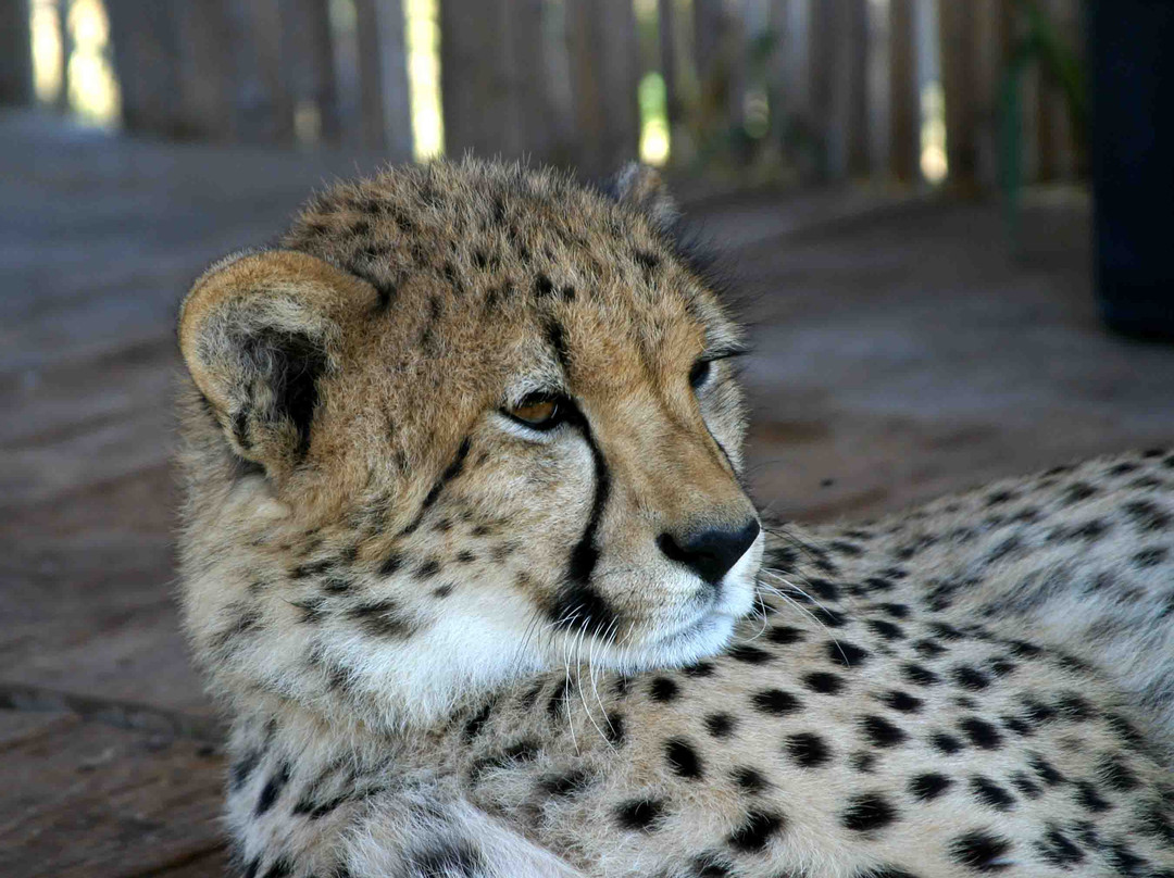 Cheetah Outreach - Somerset West-西索美塞必去景点