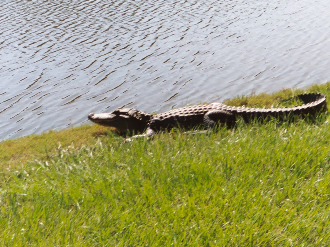 Jekyll Island Golf Club-吉柯岛必去景点