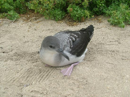 卡鲁瓦海滩公园-科纳必去景点