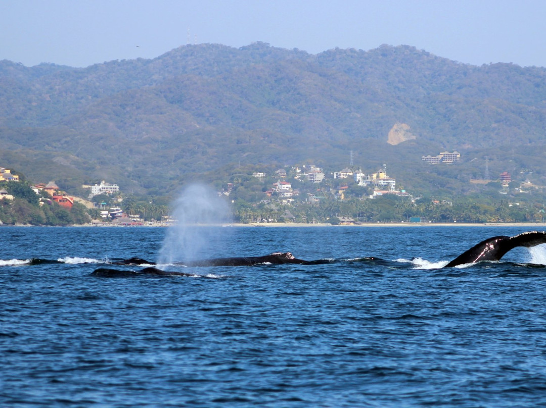 BIOCEAN Wildlife Encounters-新瓦雅塔必去景点