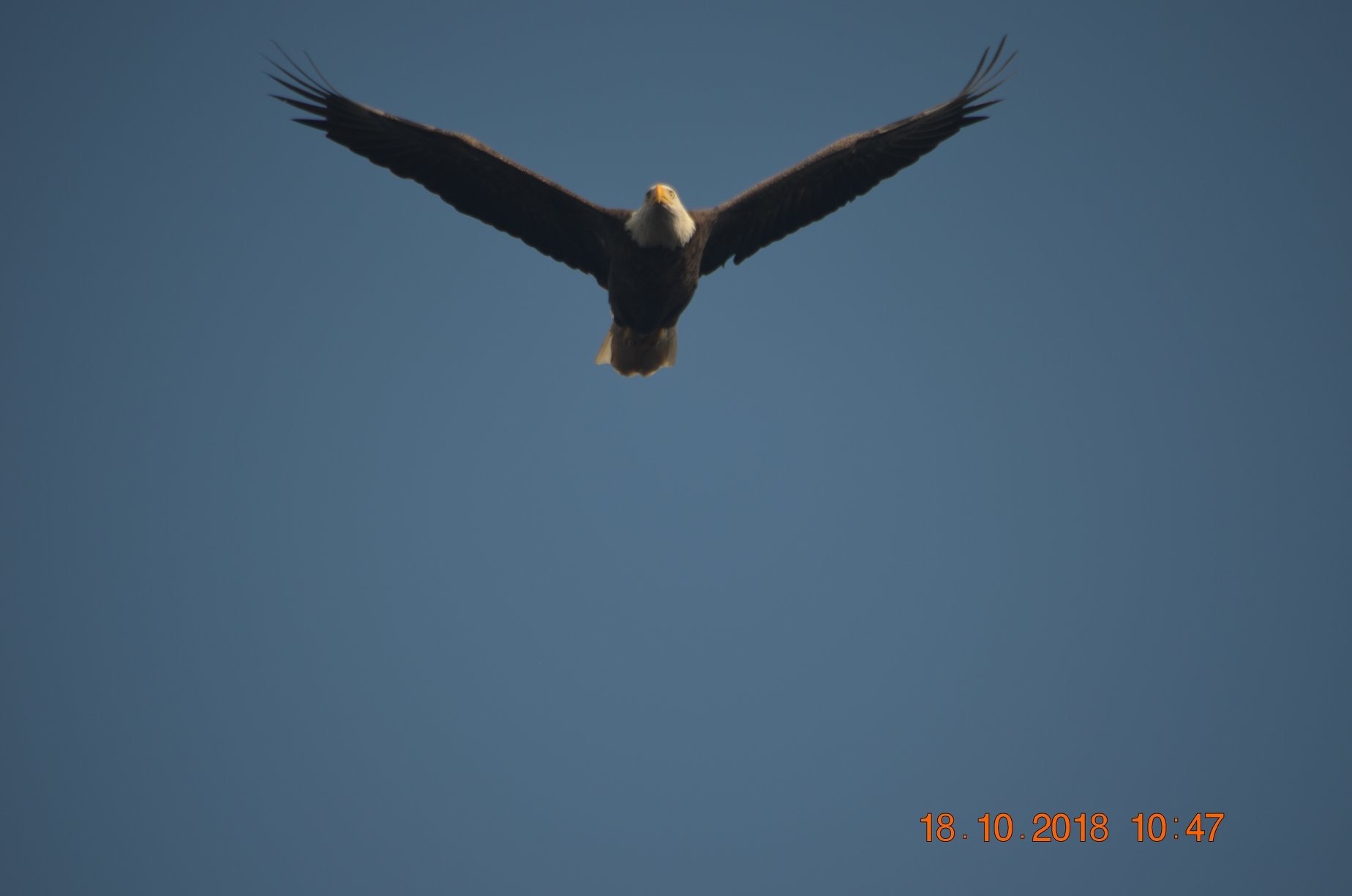 Bluegreen Dolphin Beach Club-酒店景观