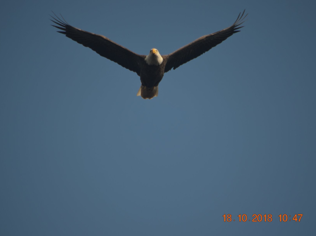 Bluegreen Dolphin Beach Club主图