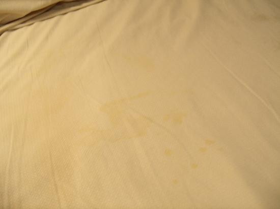 Pines Country Club Motor Inn主图