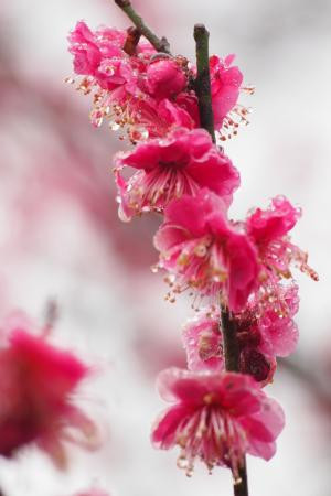Hitoyoshi Plum Garden景点图片