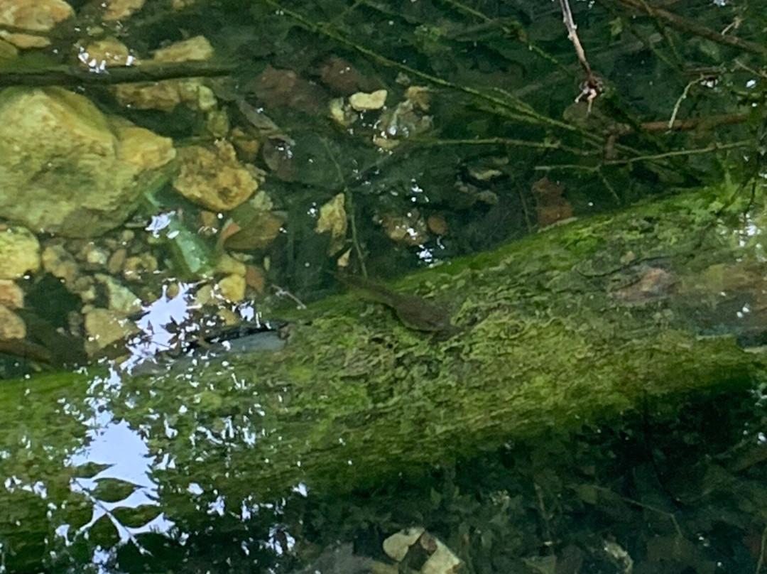 Wildwood Community Park景点图片