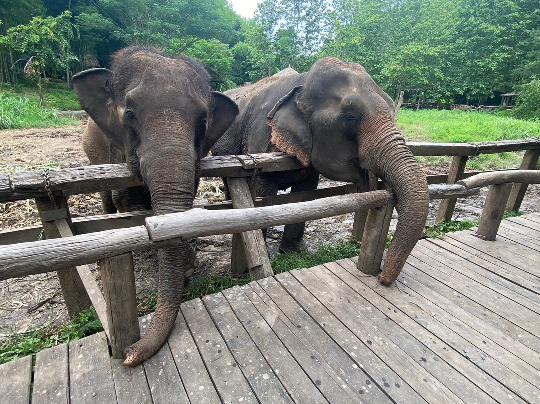 Elephant EcoValley-夜登必去景点