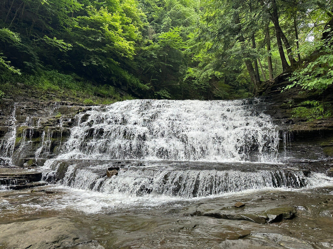 Salt Springs State Park景点图片