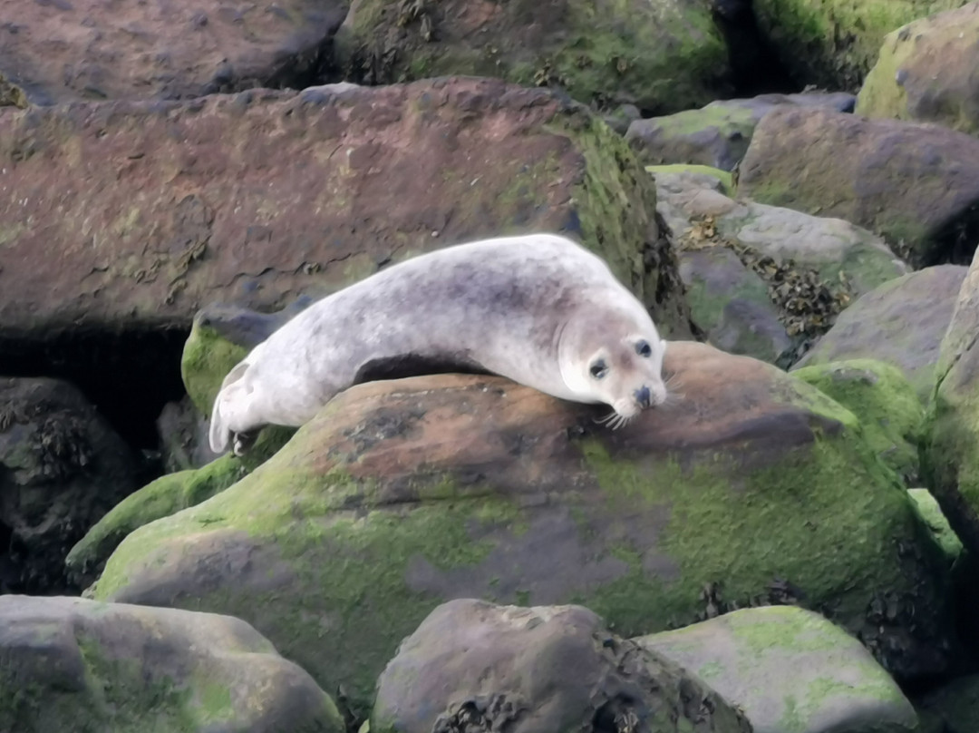Scarborough to Whitby Rail Trail-斯卡伯勒必去景点