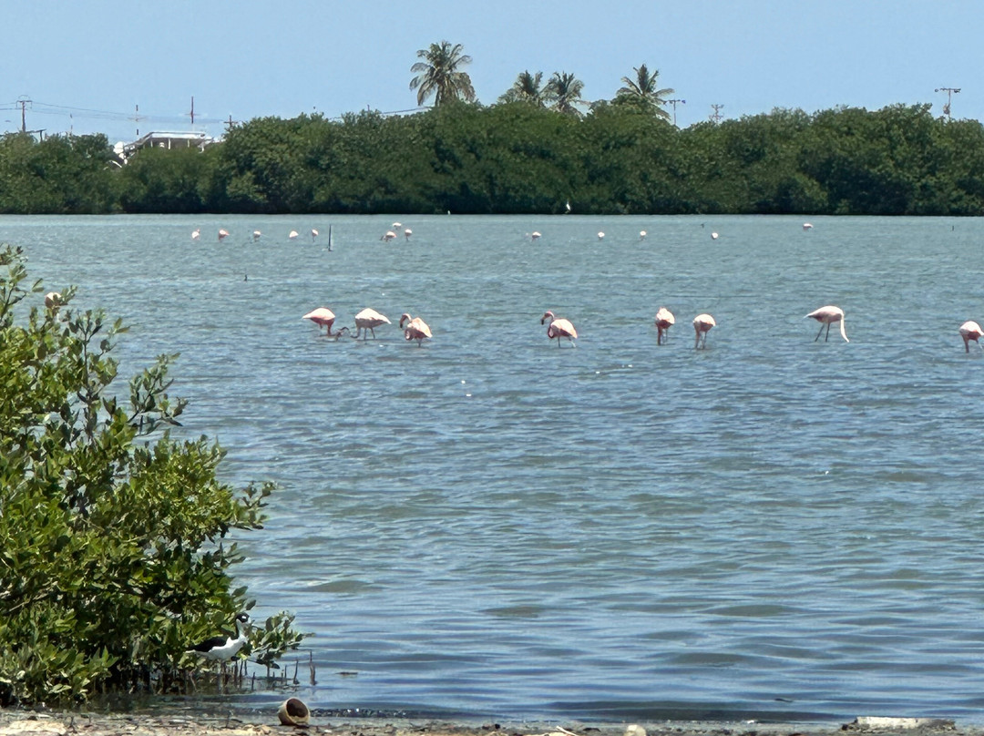 Parque Nacional Laguna de La Restinga-玛格丽塔岛必去景点