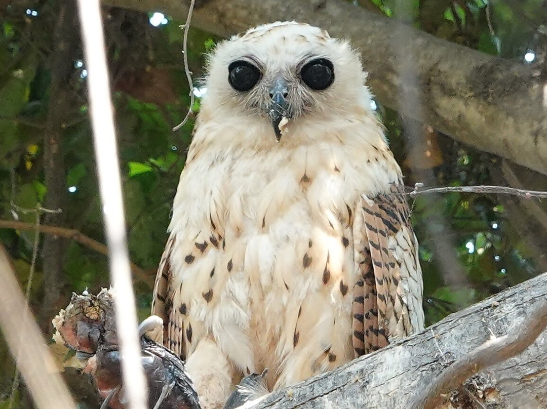 Pumulani Lodge - Robin Pope Safaris主图