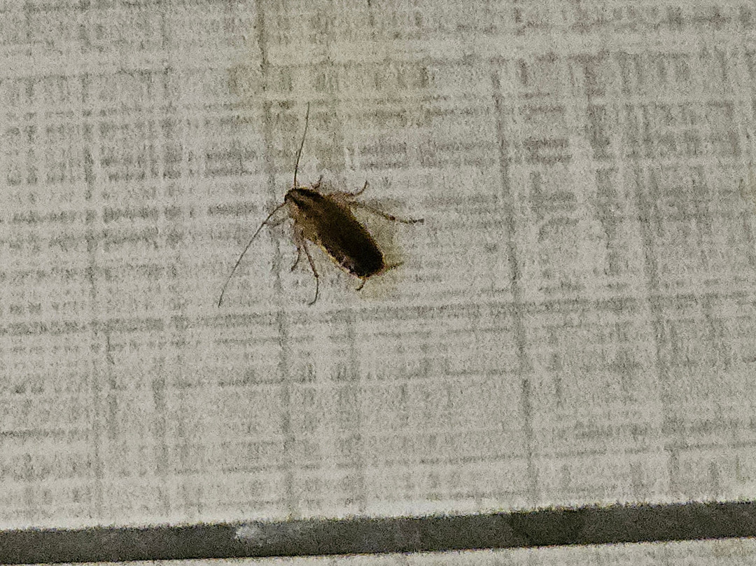 Days Inn by Wyndham Salem主图