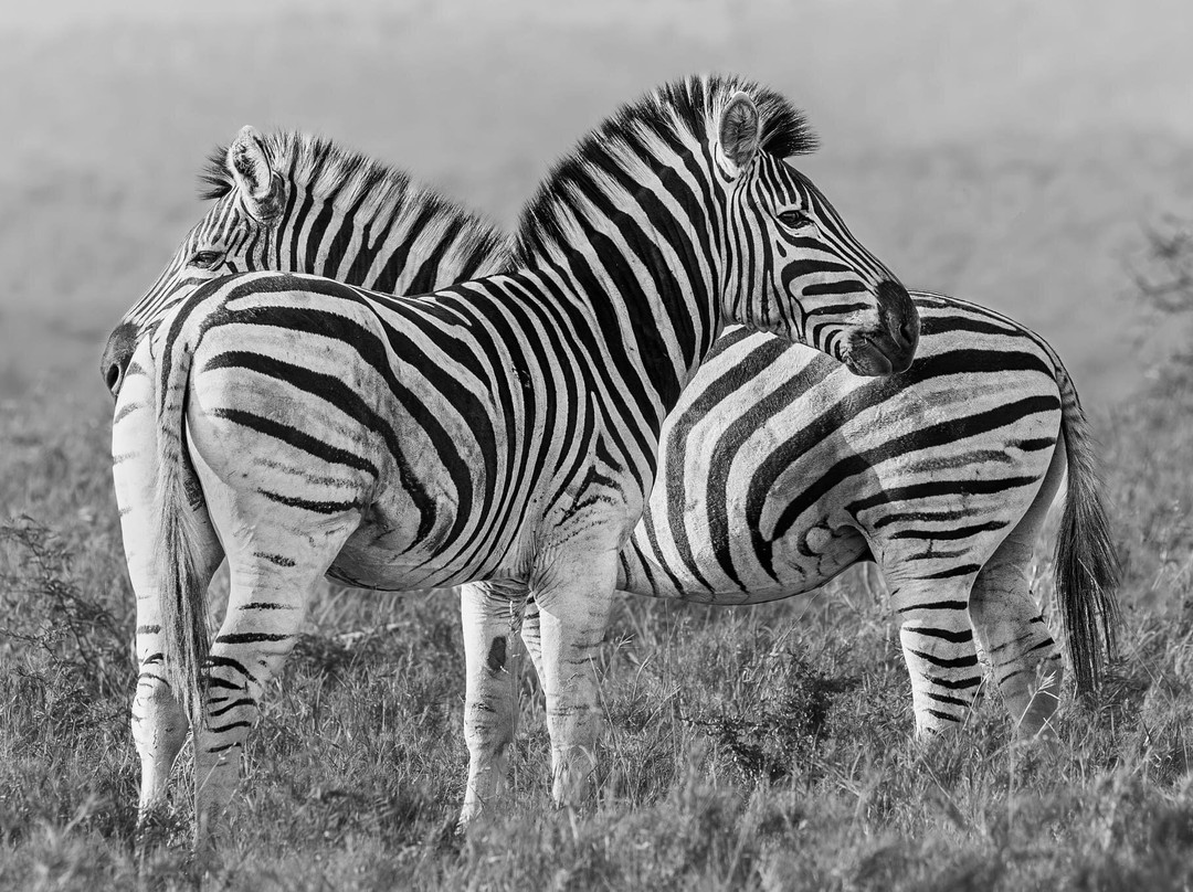 Zimanga Private Game Reserve-莫库斯必去景点