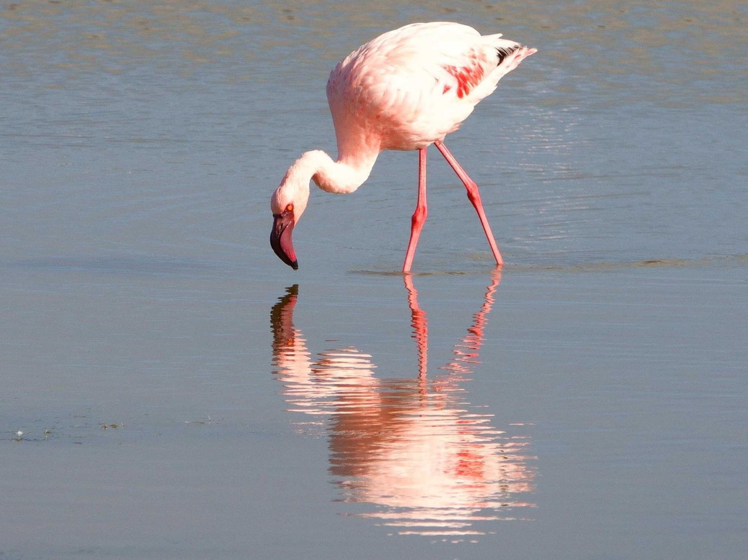 Rocherpan Nature Reserve-Velddrif必去景点