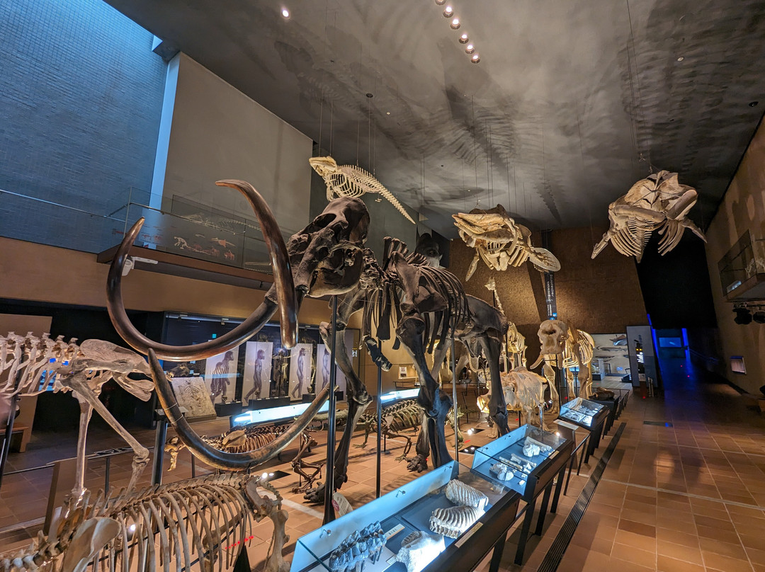Kitakyushu Museum of Natural History & Human History-北九州市必去景点