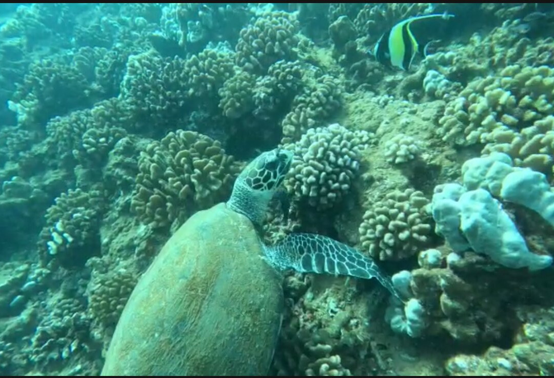 Explore Kauai Scuba-科卡哈必去景点