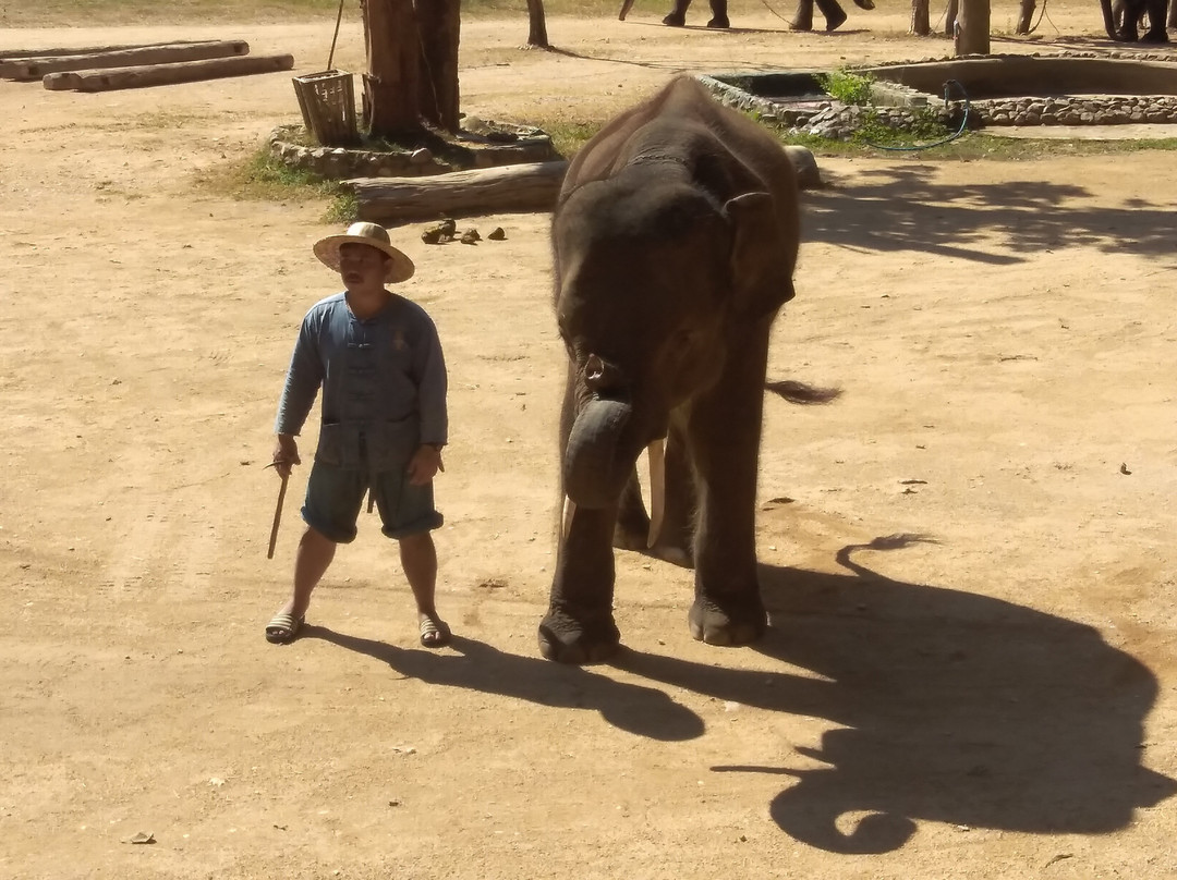 Thai Elephant Conservation Center景点图片