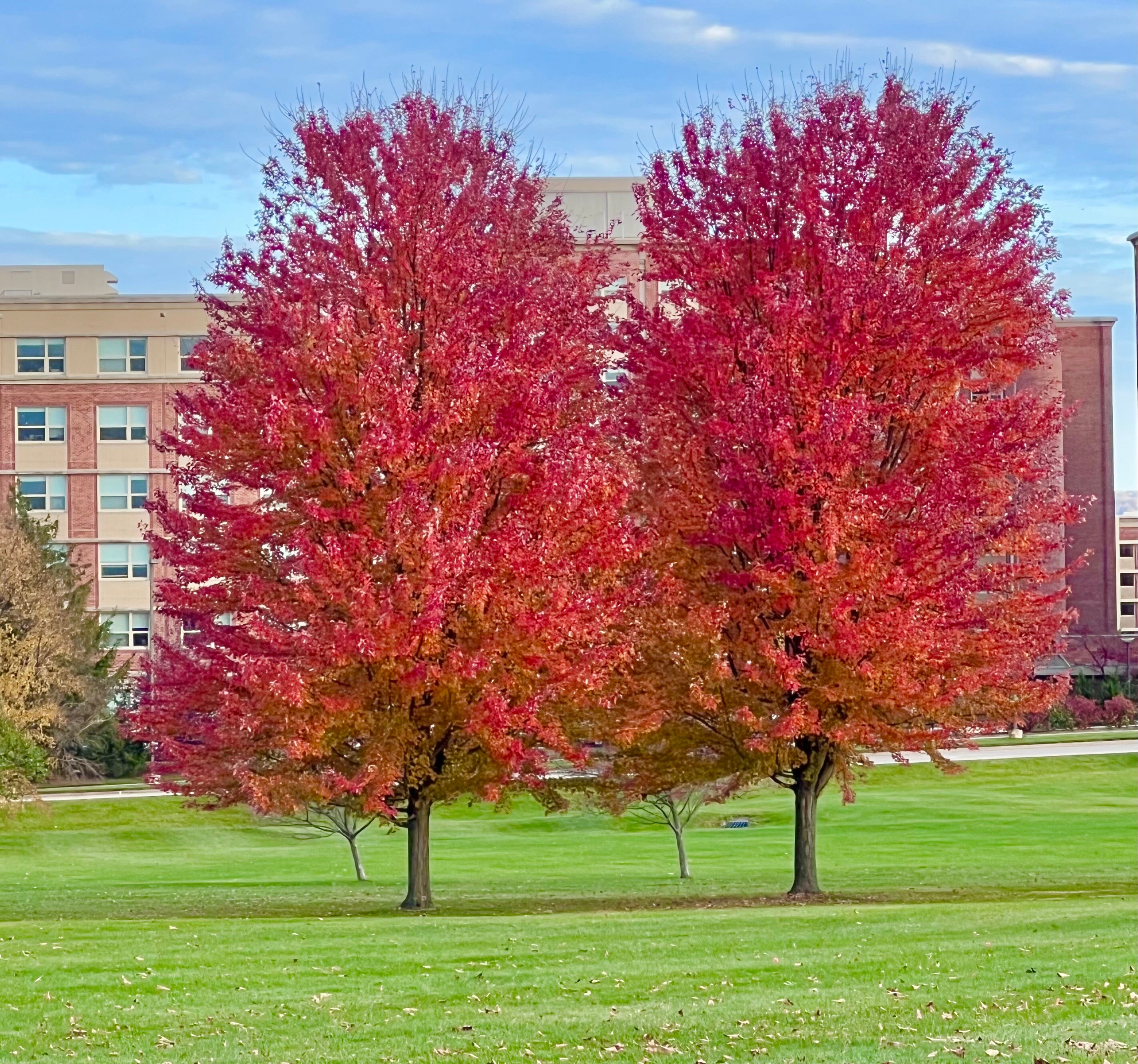 Comfort Suites near Penn State-官方