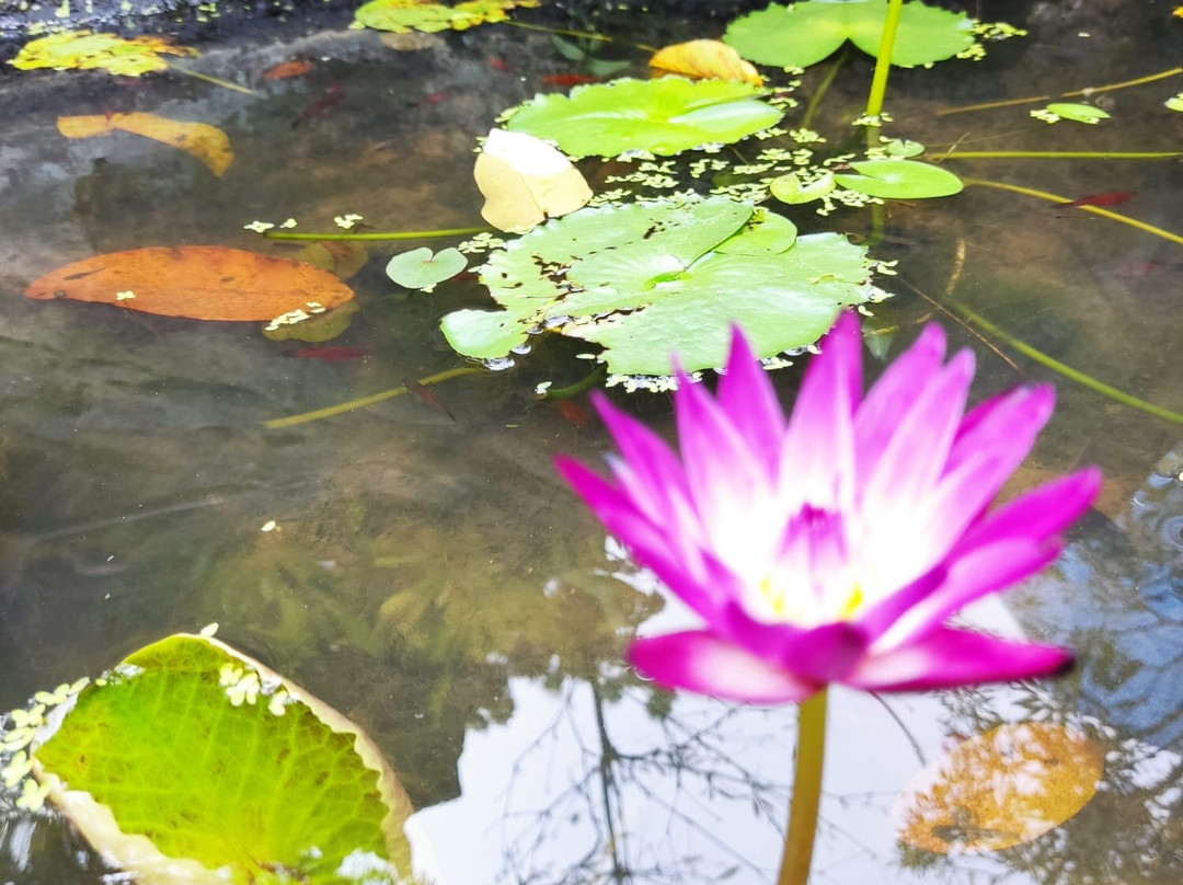 Wat Sangkhathan-暖武里必去景点