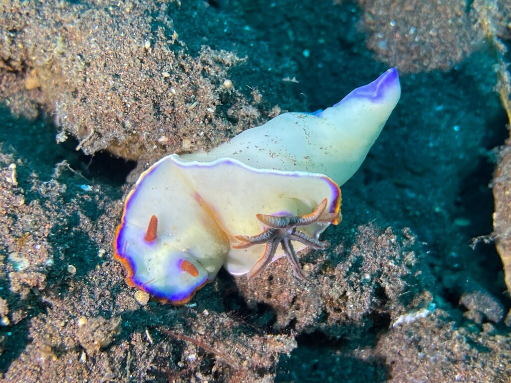 Relax Bali Wreck Dive Center-库布必去景点