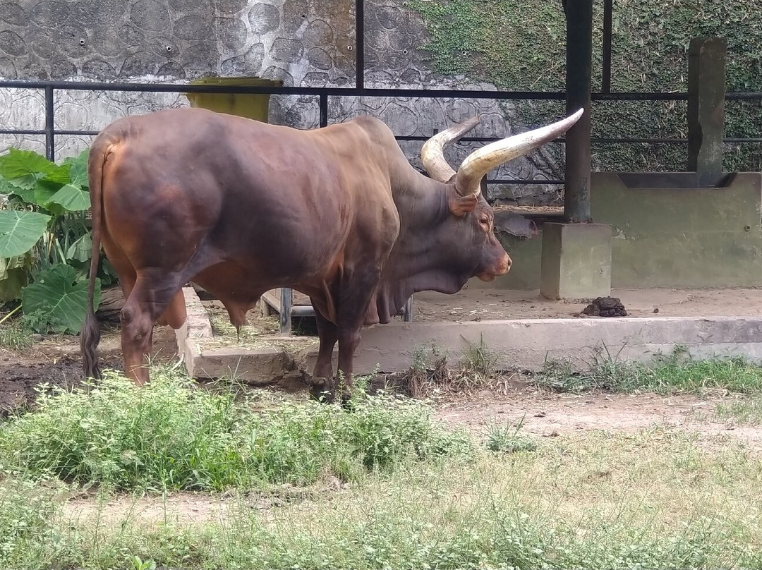 Gembira Loka Zoo-日惹必去景点