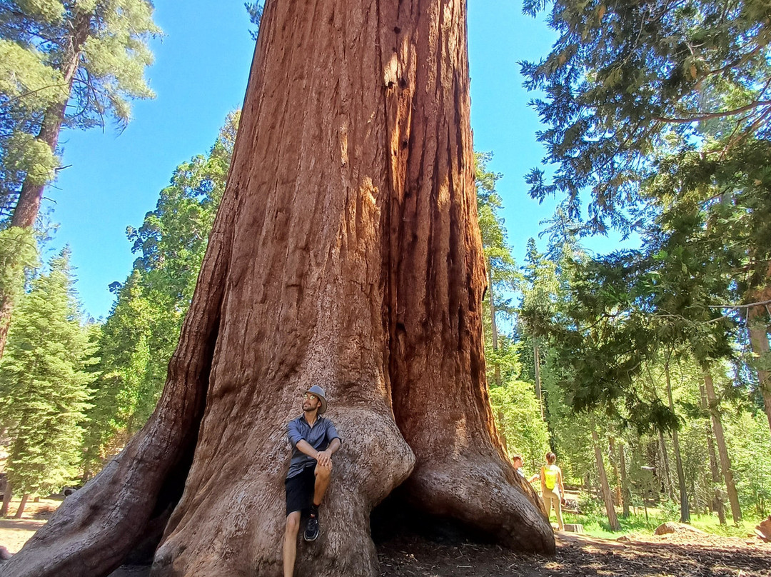 Trail of 100 Giants-波特维尔必去景点
