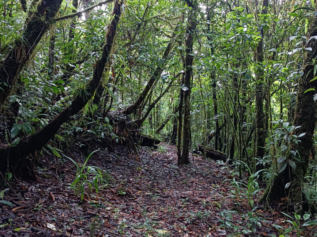 Kindred Spirit Cloud Forest景点图片