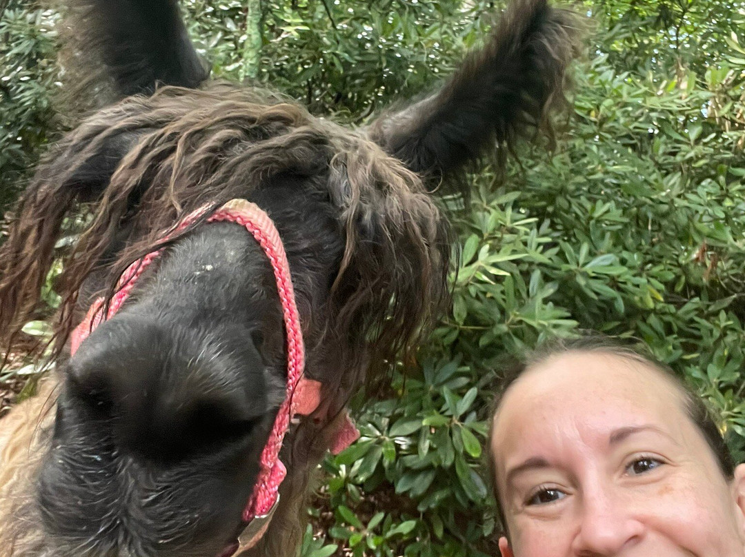 Ellaberry Llama Farm景点图片