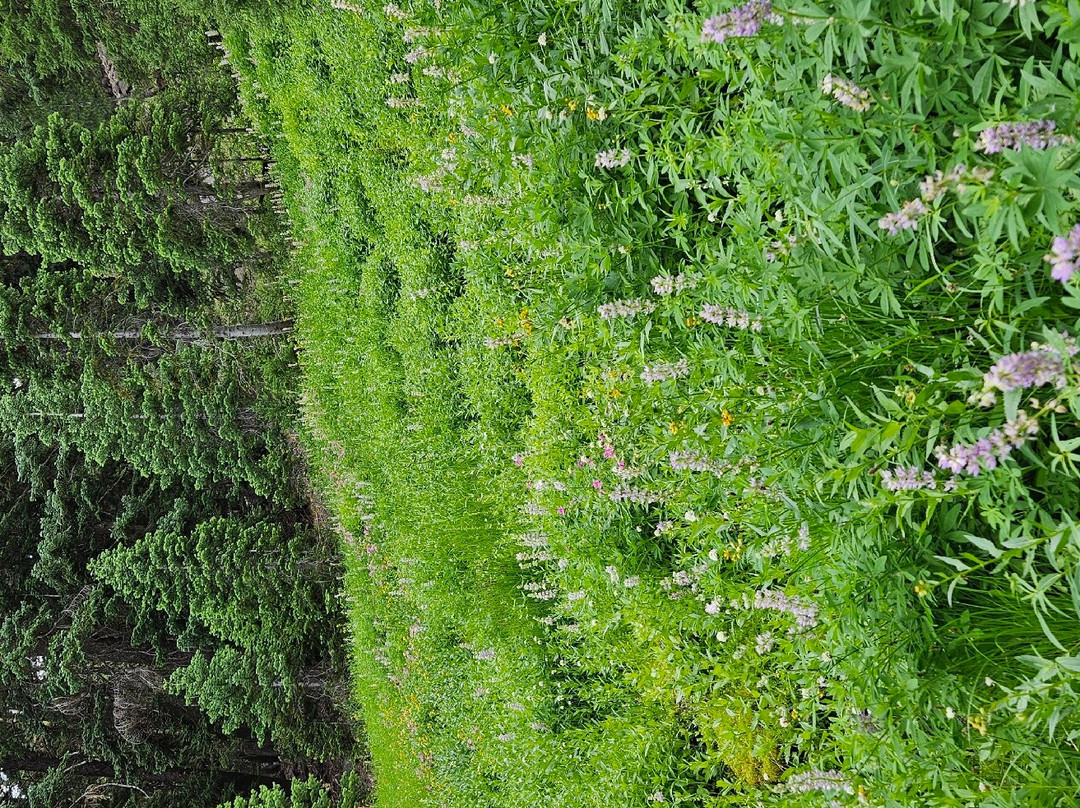 Castle Crest Wildflower Trail景点图片