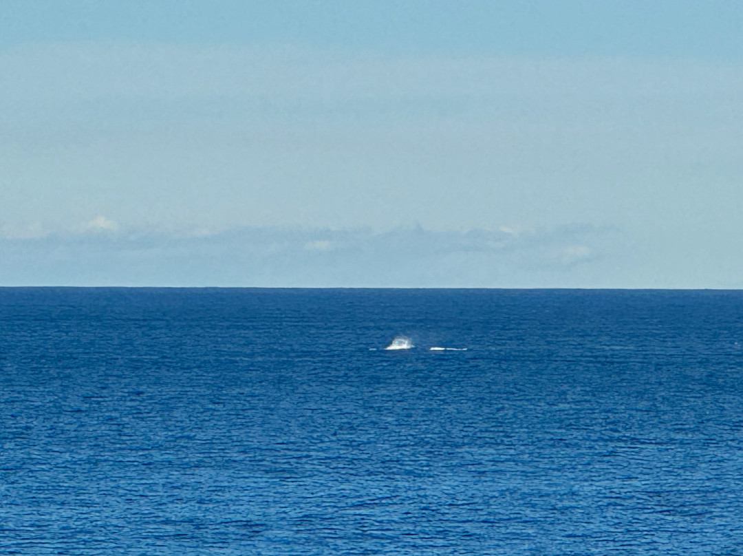 Wattamolla Beach-卧龙岗市必去景点