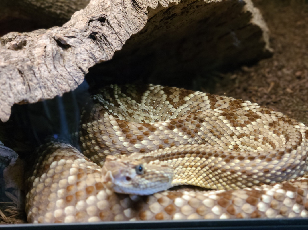 The Serpent Center-Vance必去景点