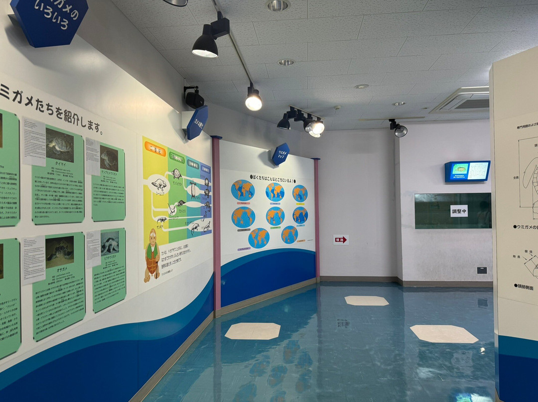 Sea Turtle Museum of Kumejima景点图片