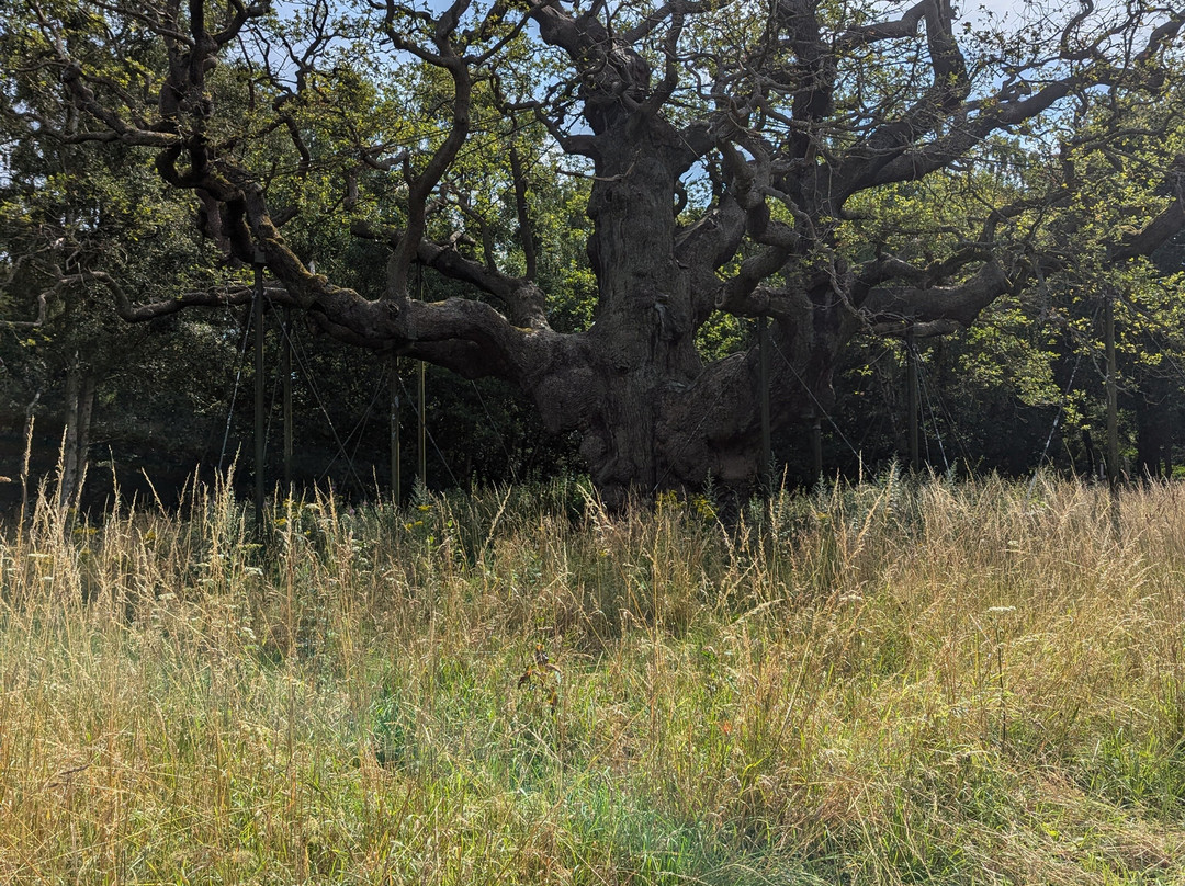 Sherwood Forest Lodge主图