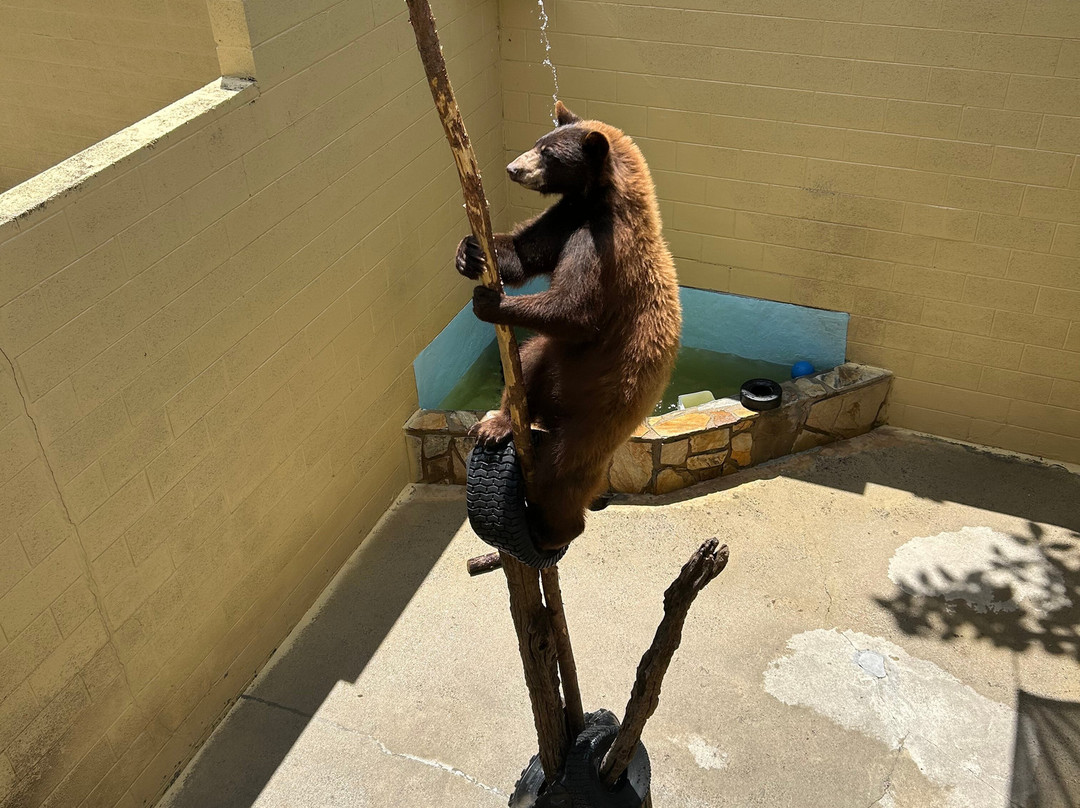 Cherokee Bear Zoo and Exotic Animals景点图片