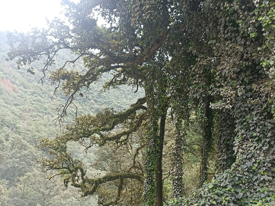 Cascadas Quetzalapan景点图片