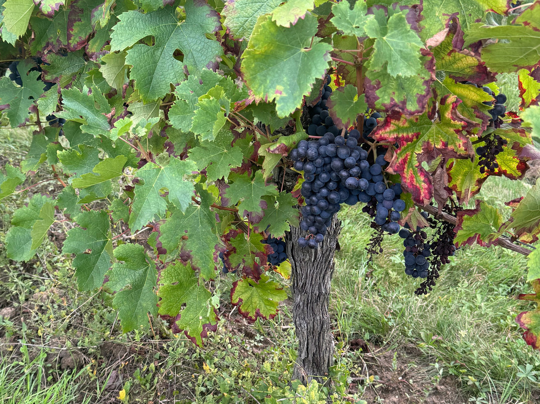 Château Prieure Marquet主图