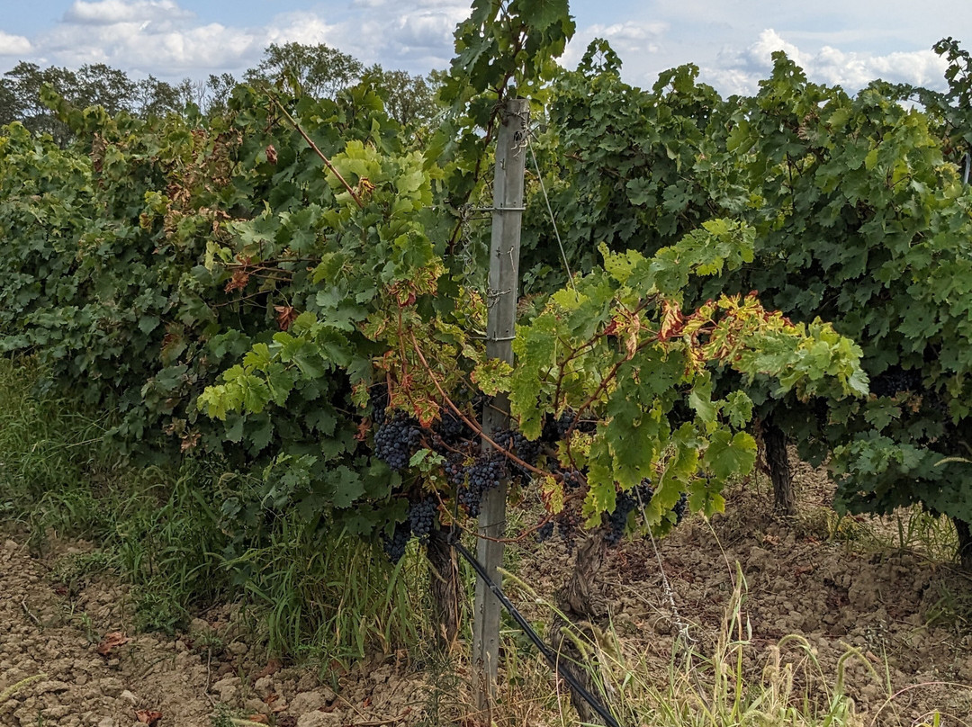 Taste du Languedoc景点图片